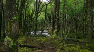 Un tercio del bosque nativo de Santa Cruz es intangible Walk