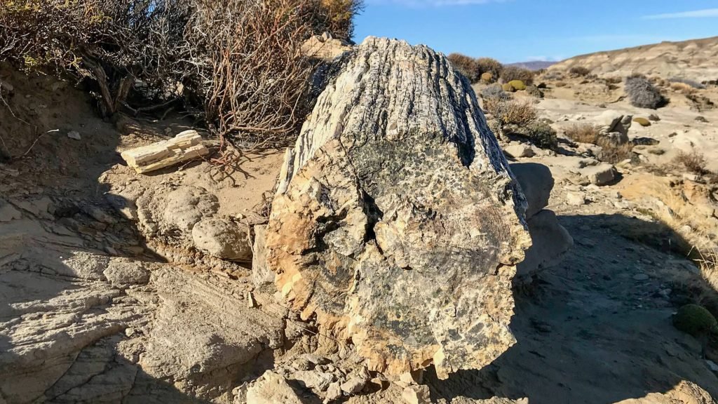 Petrified forest La Leona (4)