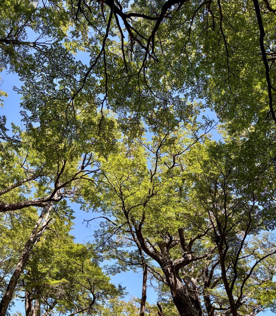 Nature Interpretation (4)