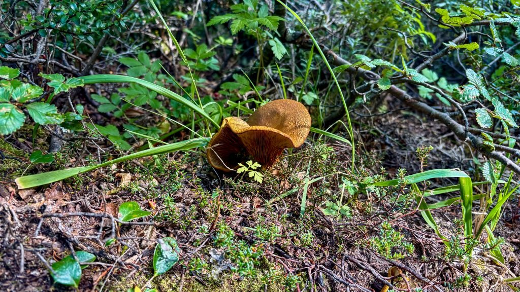 Nature Interpretation (5)