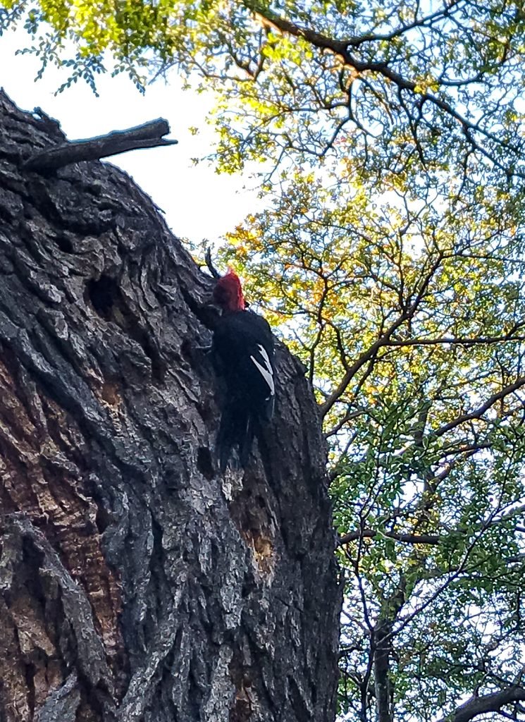 Nature Interpretation (8)