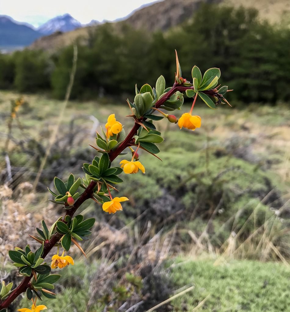 Nature Interpretation (9)